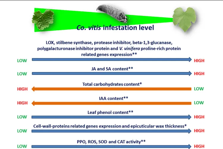 FIGURE 1 | Direction of interactions between Co. vitis infestation level and different grapevine’s traits