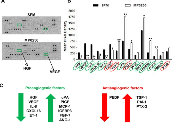 Figure 8: MP0250 modulates the secretory profile of MMEC.  (A) MMEC were treated with 2 µM MP0250 and with SFM, and  media were collected and analyzed using a human angiogenesis array kit