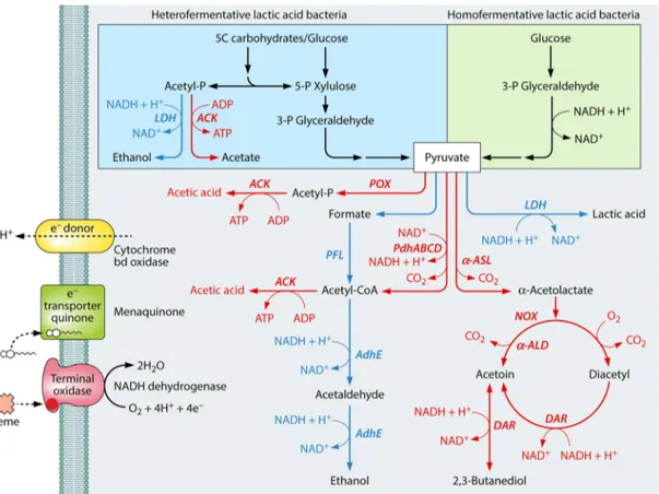 FIG 2 Schematic representation of changes of the carbohydrate metabolism, glycolysis, and fate of pyruvate in lactic acid bacteria