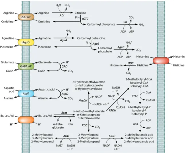 FIG 3 Schematic representation of the main free amino acid pathways of lactic acid bacteria induced under acid stress and/or starvation conditions