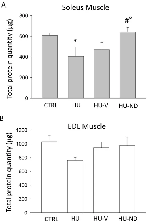Fig 2. Effects of Nandrolone (ND) treatment on muscle total protein content of HU mice