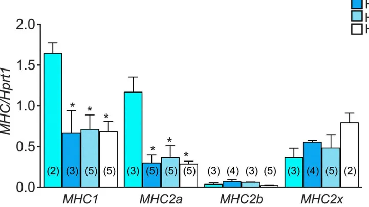 Fig 5. Effects of Nandrolone (ND) treatment on Myosin Heavy Chain (MHC) mRNA expression level in Soleus muscle of HU mice