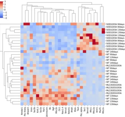 Figure 4.  Hierarchical agglomerative clustering of gene expression data. Heatmap of unsupervised machine  learning algorithm to perform clusterization of muscles based on gene expression levels