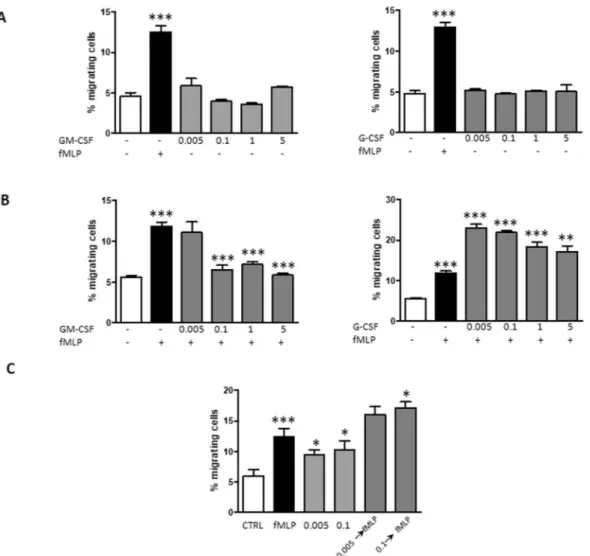 Figure 5.  Effect of GM-CSF and G-CSF on neutrophil chemotaxis. (A) Neutrophils were allowed to migrate 