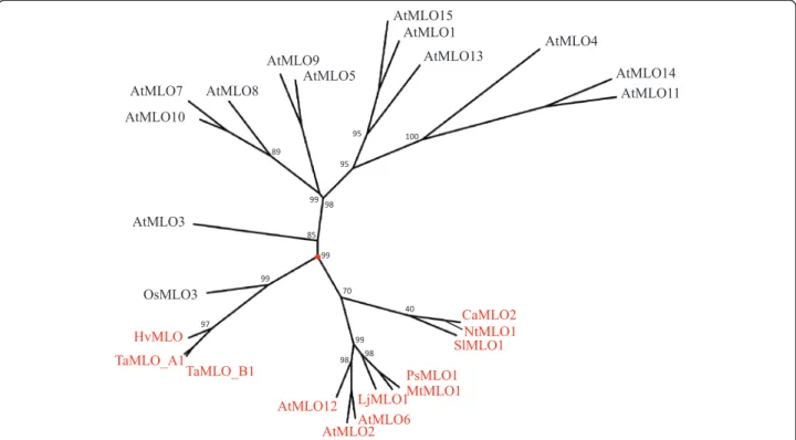 Fig. 1 Unrooted radial phylogenetic tree of MLO powdery mildew susceptibility proteins