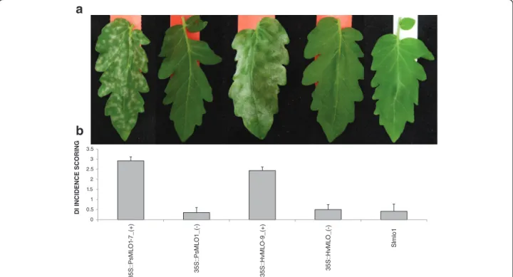 Fig. 3 Transgenic overexpression of pea PsMLO1 and barley HvMLO in the tomato mutant line Slmlo1