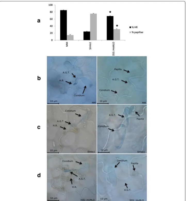 Fig. 4 Functional conservation of SlMLO1 and HvMLO in the tomato/Blumeria graminis f.sp