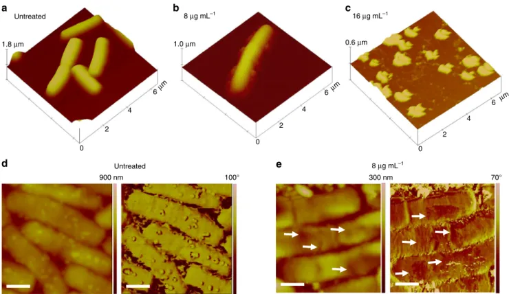 Fig. 2 Tapping TM mode AFM imaging of B. cereus deposited on mica surface. a, d Depictions of B