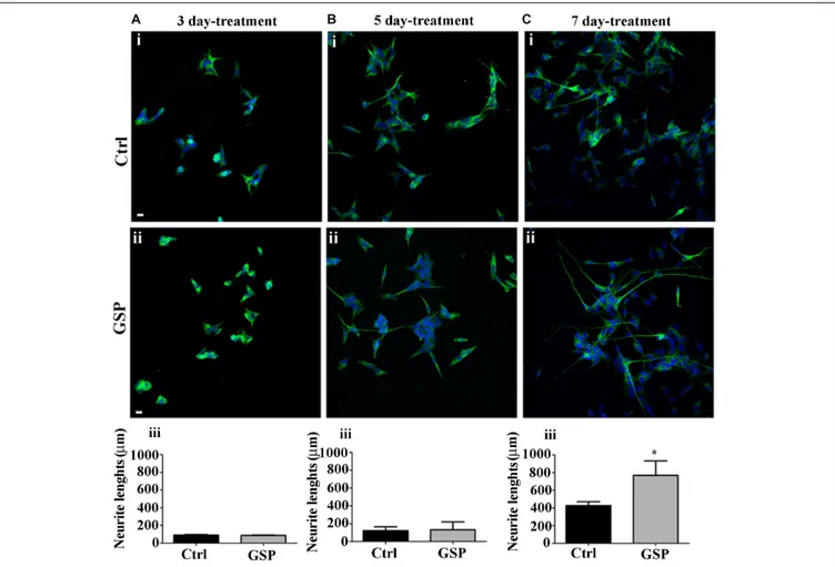 FIGURE 6 | Neuroblastoma differentiation is promoted by GSP treatment. Neuroblastoma cell differentiation along the neuronal lineage is demonstrated through expression of the NeuN neuronal marker in GSP-treated (ii) versus control (i) SH-SY5Y cells upon 3 