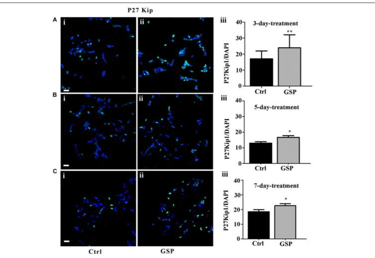 FIGURE 3 | GSP treatment promotes SH-SY5Y neuroblastoma cell cycle exit. Cell cycle exit of SH-SY5Y cells was measured through the expression of the cyclin-dependent kinase inhibitor p27 Kip1 
