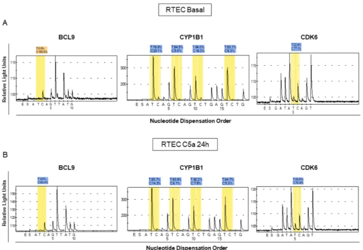 Figure 2. Analysis of methylation levels for BCL9, CYP1B1 and CDK6 in different lots of C5a-stimulated RTEC compared to the  respective basal conditions