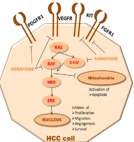 Figure 1. Mechanisms  of  Sorafenib.  A  graphic  representation  of  sorafenib  mechanisms  in  HCC  patients