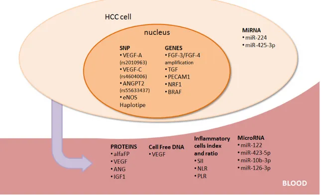 Figure 2. Potential predictive/prognostic markers in hepatocellular carcinoma (HCC) patients treated  with sorafenib