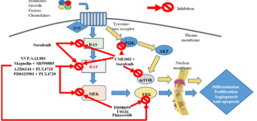 Figure 1. RAS/RAF/MEK/ERK and PI3K/AKT/mTOR pathways: current tyrosine kinase inhibitors