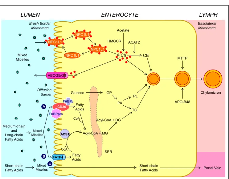 Figure 3.  Figure 3. Molecular and cellular mechanisms of intestinal cholesterol and fatty acid absorption