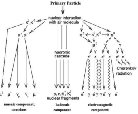 Figura 1.2. Principali processi fisici che contribuiscono alla generazione degli sciami atmosferici