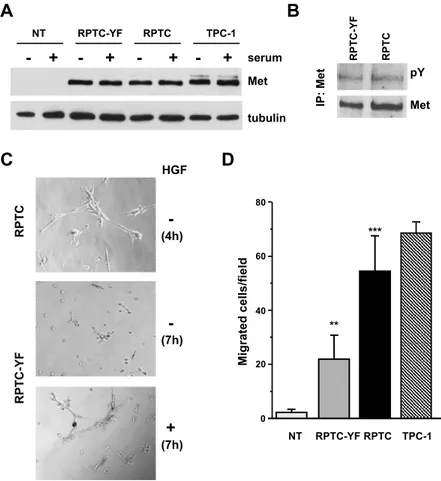 Figure 1. Met expression/activation and morphogenic/motogenic phenotype induced by ectopic expression of RET/PTC1 oncogene in human thyrocytes