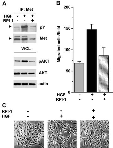 Figure 3. Biochemical and motogenic effects of HGF in TPC-1 cells. (A) Activation of Met and Akt