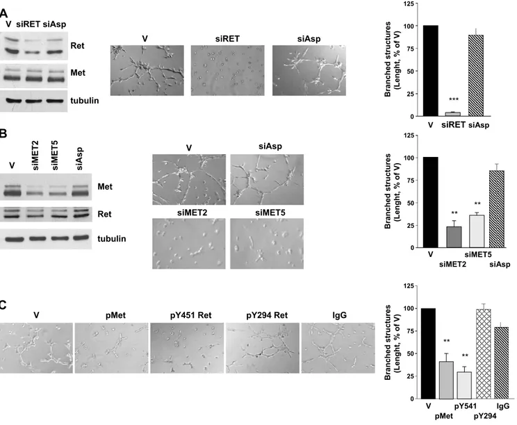 Figure 4. Effects of selective expression or signaling knockdown of Ret/ptc1 and Met on TPC-1 cell morphogenic phenotype