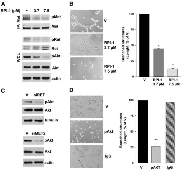 Figure 5. Effects of concomitant or selective inhibition of Ret/ptc1, Met, and Akt signaling on TPC-1 cell morphogenic phenotype