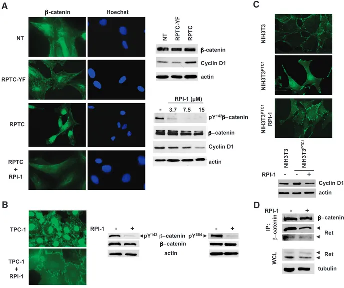 Figure 6. Effects of RET/PTC1 expression and RPI-1 treatment on β-catenin expression, tyrosine phosphorylation, and localization in human follicular thyroid cells and murine NIH3T3 fibroblasts
