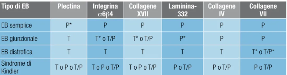 tabella 7. Localizzazione della marcatura per proteine strutturali implicate nell’adesione epitelio-mesenchimale in  corrispondenza delle aree di distacco nei quattro tipi di epidermolisi bollose (EB)