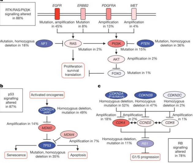 Figure 2 Frequent GBMs genetic alterations in three critical signalling pathways 