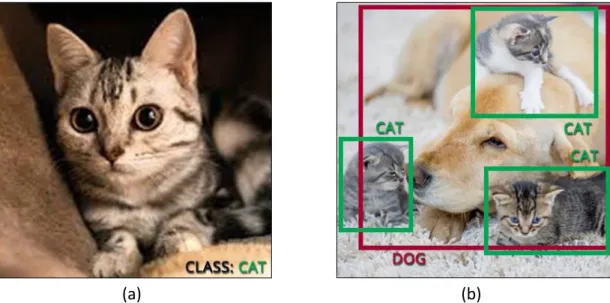 Figure 10. (a) Example of an output image of a CNN. The object is a cat and it is the only  element clearly present in the scene, hence increasing the classification capabilities of the  network, which outputs the class label