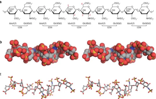 Fig. 03 ​. ​(a) Heparin chemical structure. I2S6 is the most abundant disaccharide unit identified in heparin and is             characterized by the sulfation at C2-IdoA and at N- and C6-GlcNac