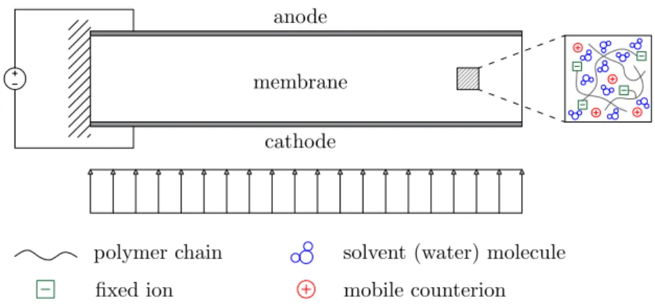 Figure 3.1: Cantilever IPMC subject to either an applied voltage across the electrodes (actuation) or an imposed mechanical load (sensing), with physical constituents highlighted.