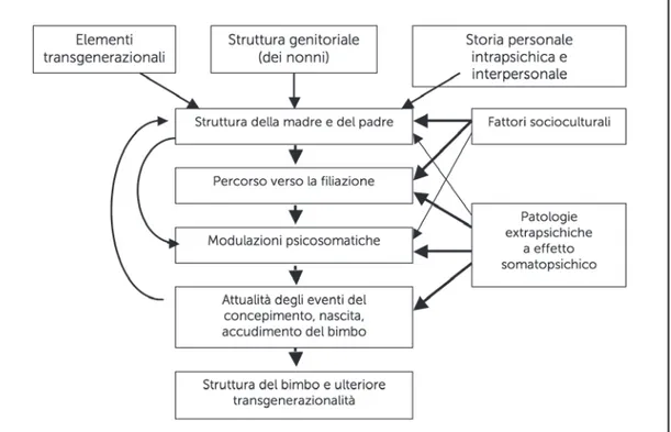 Fig. 9. Condizionamenti della struttura genitoriale. 