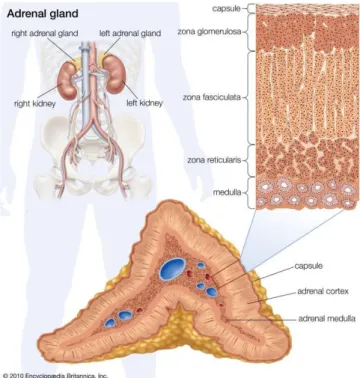 Figure 2. Histology of human adrenal gland 