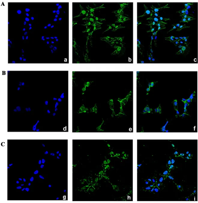 Figure 7. Pg treatment affects the subcellular localization of β-catenin in NCI-H295R cells