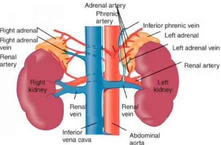 Figure 1. Anatomy of human adrenal gland 
