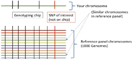 Figure  2.1  Imputation  scheme.  Imputation  is  achieved  by  using  known  haplotypes  in  a  population, for instance from the HapMap or the 1000 Genomes Project in humans, thereby  allowing  to  test  initially-untyped  genetic  variants  for  associa