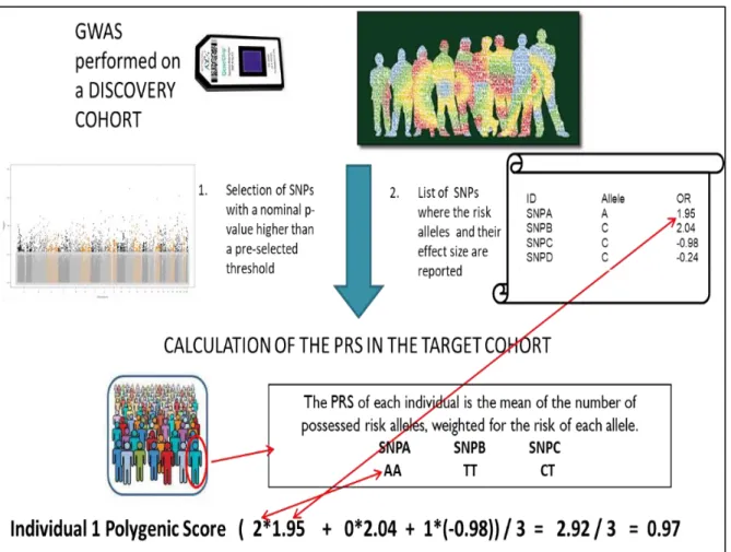 Figure 2.3. To calculate the PRS we need two cohorts: a discovery cohort where we identify the risk  alleles and their effect size and a target cohort where the PRS is effectively calculated