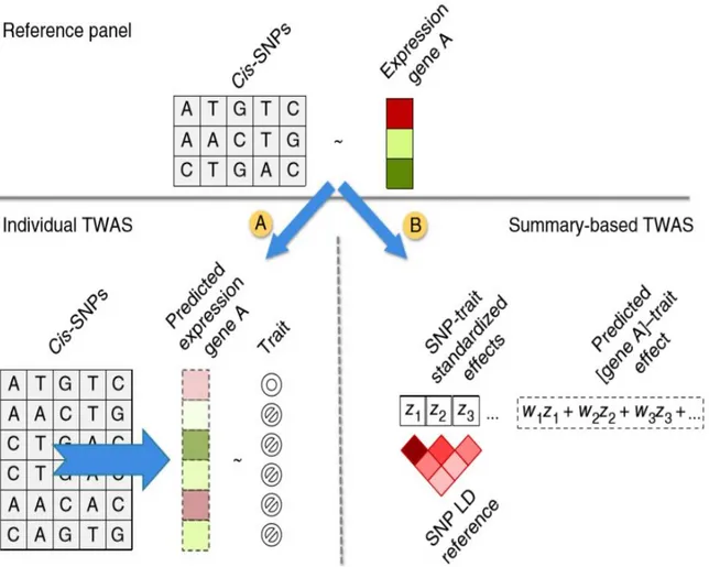 Fig  2.5.  Two  possible  approaches  for  carrying  out  TWAS  for  imputing  gene  expression  in  target  individuals (Gusev et al