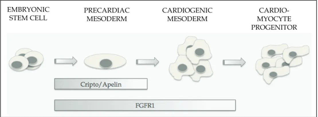 Fig. 5. Cripto/Apelin and FGFR1 influence the early phases of cardiomyocyte differentiation  5
