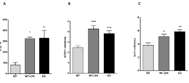 Figure 1. Peripheral and central inflammation on adult KO and WT-LPS offspring. (A) Interleukin-1β (IL- 