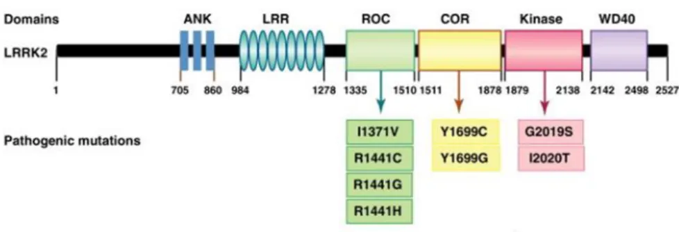 Fig. 6: LRRK2 domains (Dae, 2012) 