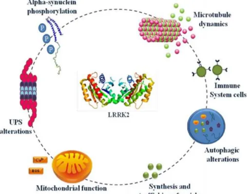 Fig. 7: LRRK2 implication in cellular mechanisms 