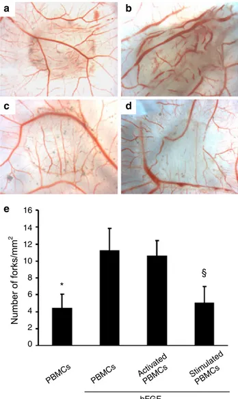 Fig. 1 Stimulated PBMCs inhibit bFGF-mediated angiogenesis. Ten- Ten-day-old CAMs were challenged with PBMCs (a, b), activated PBMCs (c) or stimulated PBMCs (d), and left untreated (a) or treated (b–d) with bFGF (100 ng)