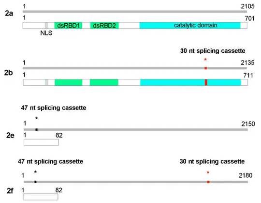 Figure 1. Rat adenosine deaminases acting on RNA (ADAR)2 mRNA and protein isoforms generated  after alternative splicing