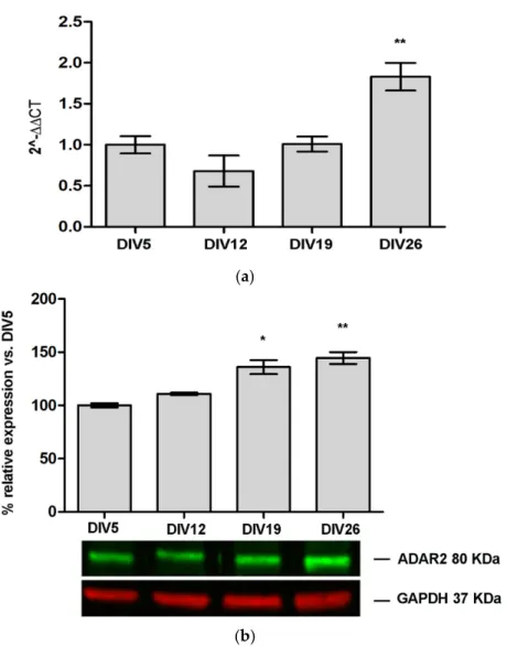 Figure 2. Rat ADAR2 expression during cortical neuron cell cultures maturation. The graphs indicate  the increase compared to day in vitro (DIV) 5: (a) mRNA expression level of rat ADAR2; and (b)  Western blot analysis for rat ADAR2 protein expression