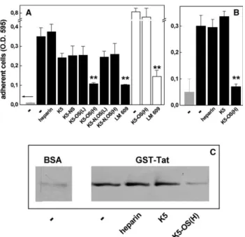 Fig. 4. Eﬀect of K5 derivatives on Tat/KDR interaction. (A) Parental PAE cells and PAEC/KDR cells were treated with bTat in the absence (black bars) or in the presence of suramin (300 lg/ml) (white bars), anti-KDR antibodies (200 lg/ml) (grey bar) or recom