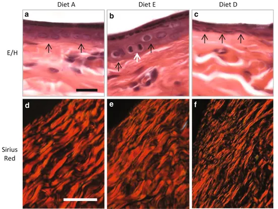 Fig. 1 (a, b). Eosin-hematoxylin staining. Epidermis after 60 days of treatment with the diets