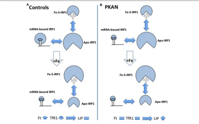 FIGURE 4 | Schematic representation of alteration of iron homeostasis control in PKAN fibroblasts