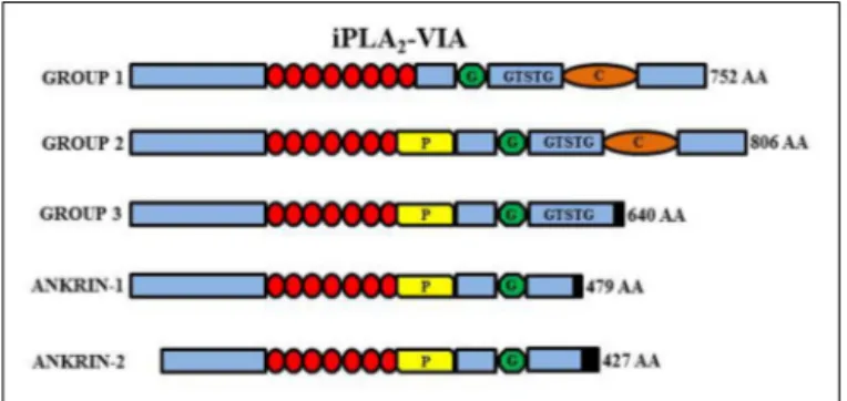 FIGURE 5 | Schematic representation of the different iPLA2-VIA isoforms. Group VI-1 is characterized by the presence of eight ankyrin repeats (red circles), a glycine-rich, nucleotide-binding motif (G), a consensus lipase motif (GXSXG), and a calmodulin bi