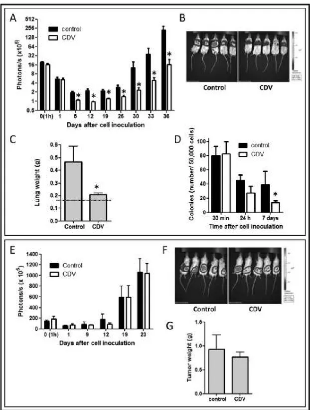 Figure 2: CDV pretreatment of F2T-luc2.9 cells inhibits metastasis but not primary tumor growth