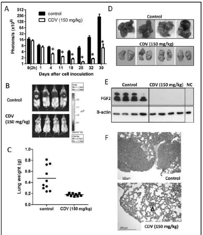 Figure 3: Systemic CDV treatment inhibits the development and growth of F2T-luc2.9 lung metastases